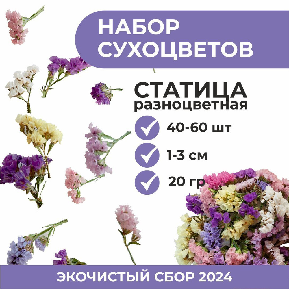 Сухоцветы Статица, Сухоцвет, 20 гр #1