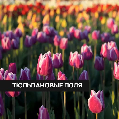 Отдушка CandleScience Tulip Fields 100 г (Тюльпановые поля) #1