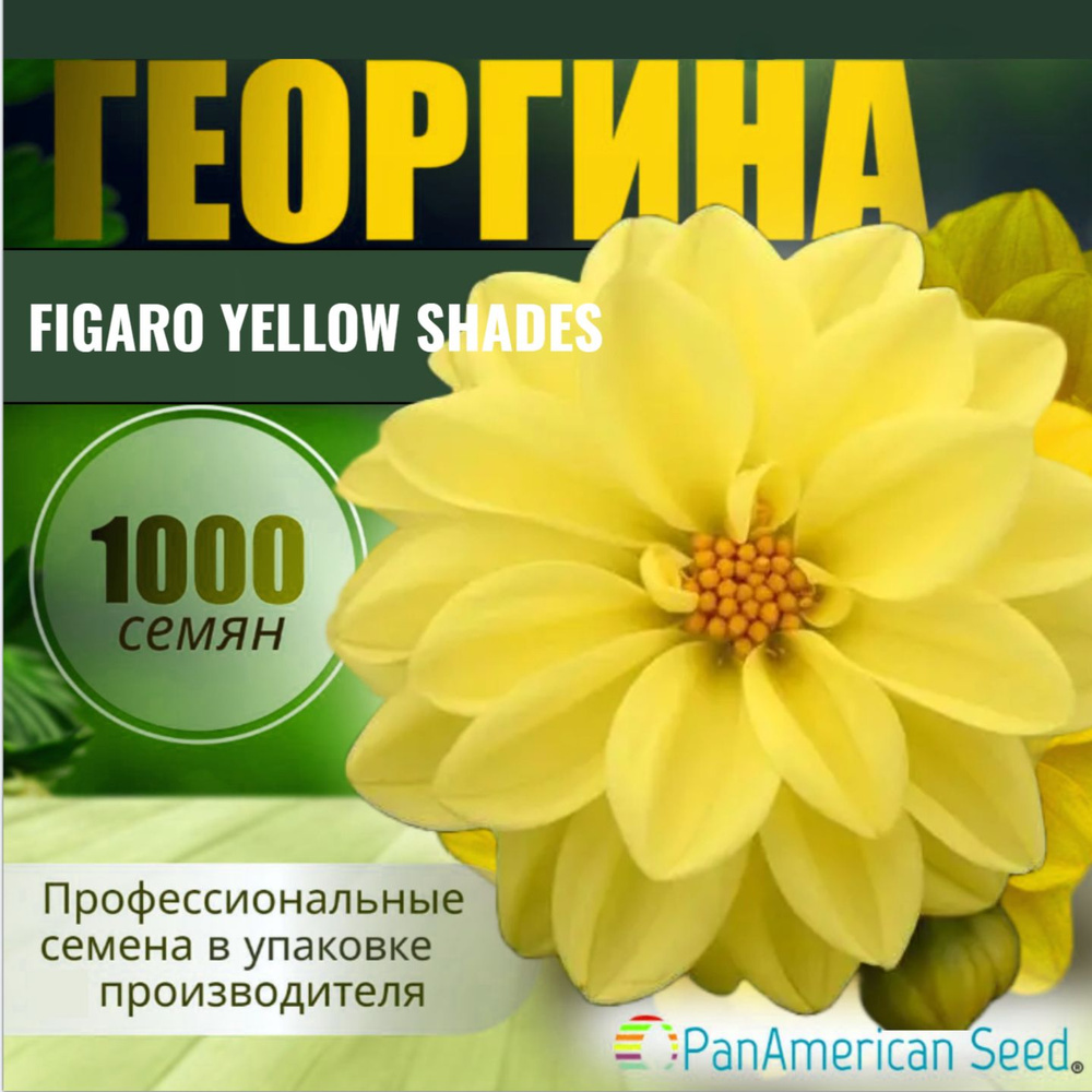 Георгина гибридная, Figaro, Yellow Shades (цвет Желтый), профессиональные семена, 1000 штук  #1