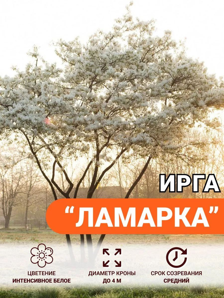 Ирга саженец морозостойкий Ламарка #1