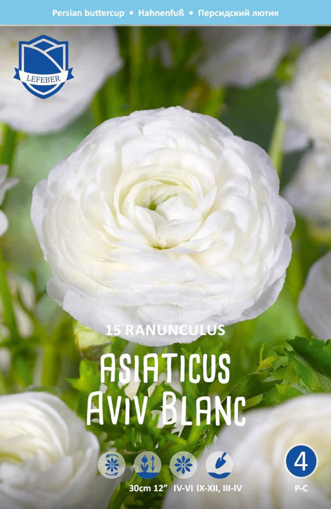 Ранункулюс азиатский Авив Уайт (Ranunculus Aviv WHITE), 15 шт (разбор 7/8)  #1