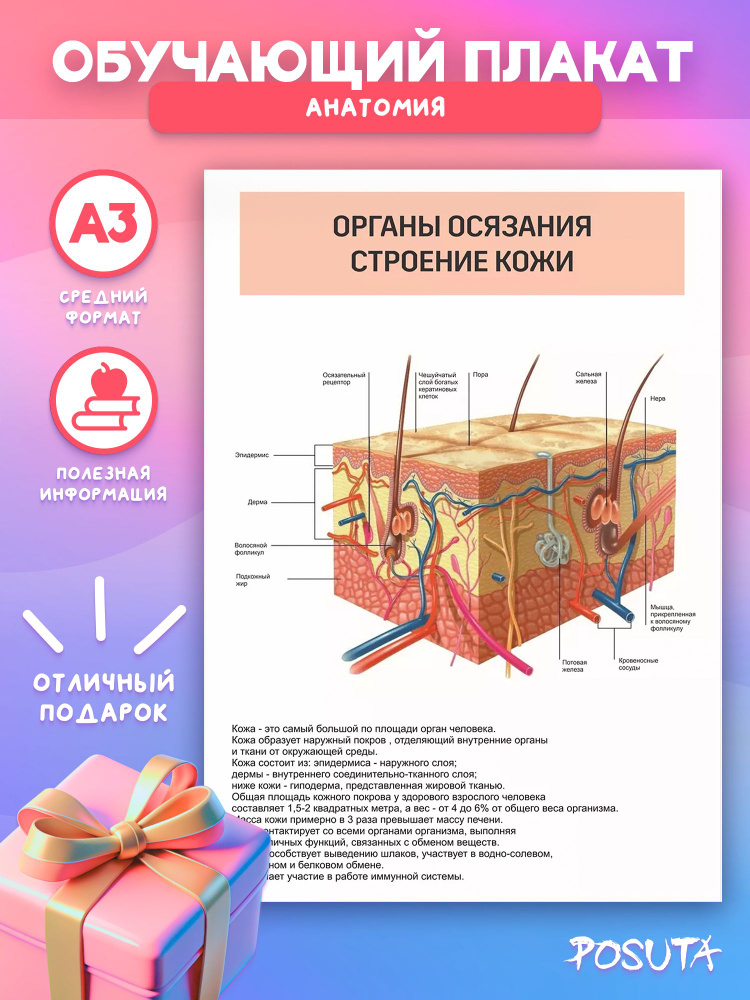 Постер анатомия человека строение кожи #1