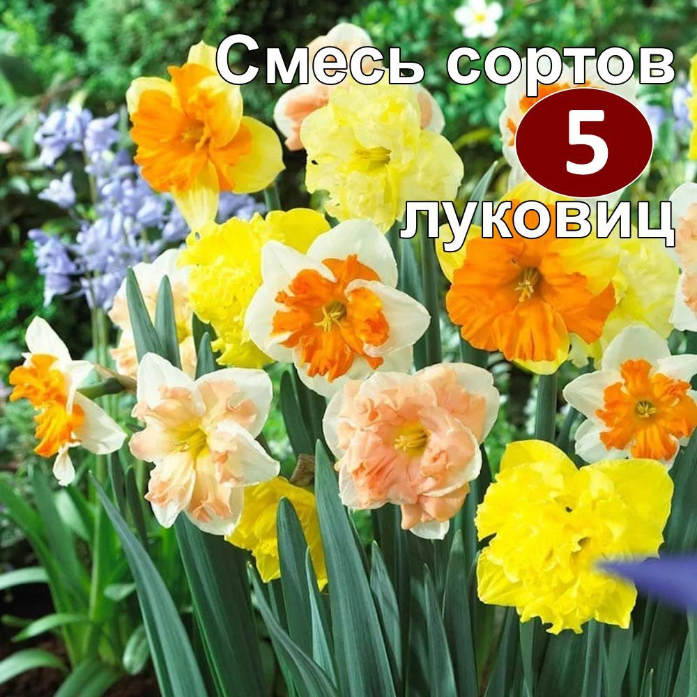 Нарцисс с расщепленной коронкой Смесь сортов, уп.5 луковиц  #1