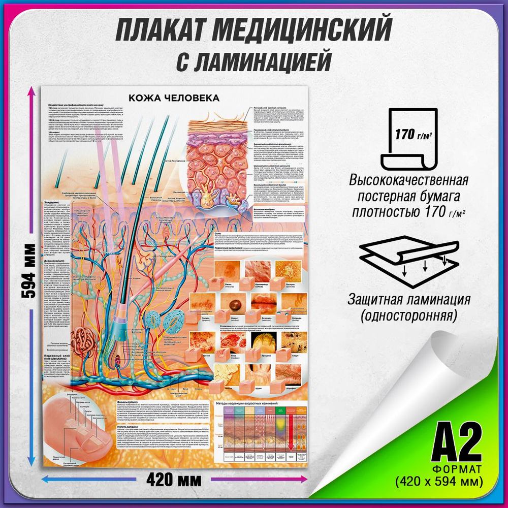 Информационный медицинский плакат "Кожа человека" / ламинированный / А-2 (42x60 см.)  #1