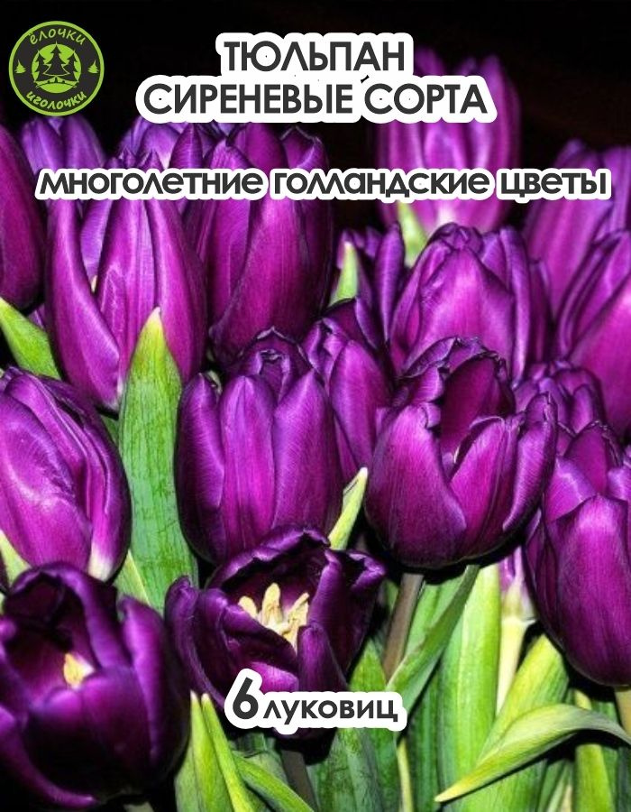 Тюльпан Луковица, Микс сиреневых сортов, 6 шт крупные #1