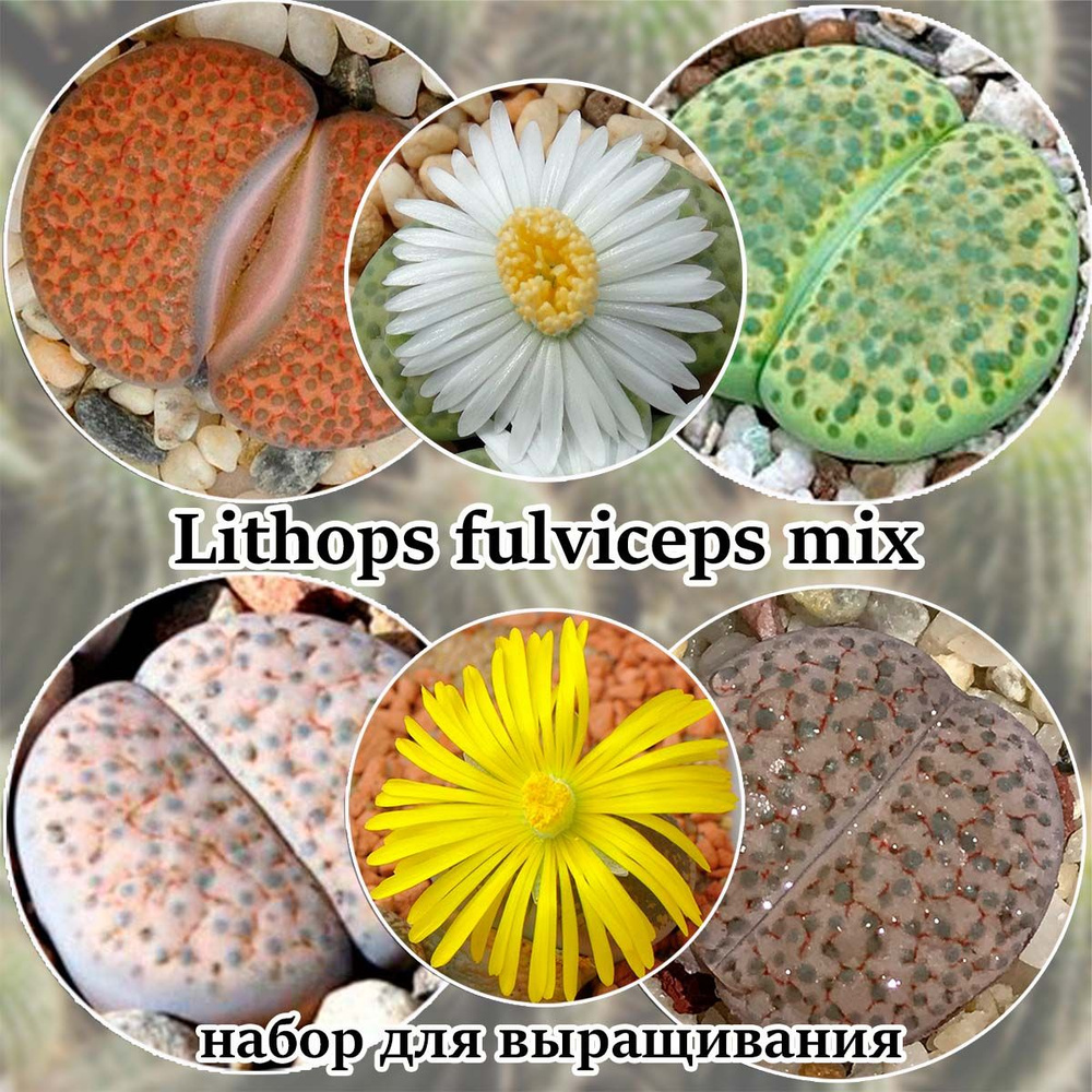 Литопсы Lithops fulviceps mix (живые камни, суккуленты) набор для выращивания (семена, грунт, горшочек, #1