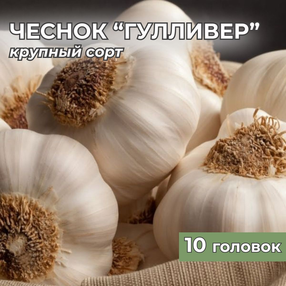 Чеснок крупный на посадку Гулливер 10 головок #1