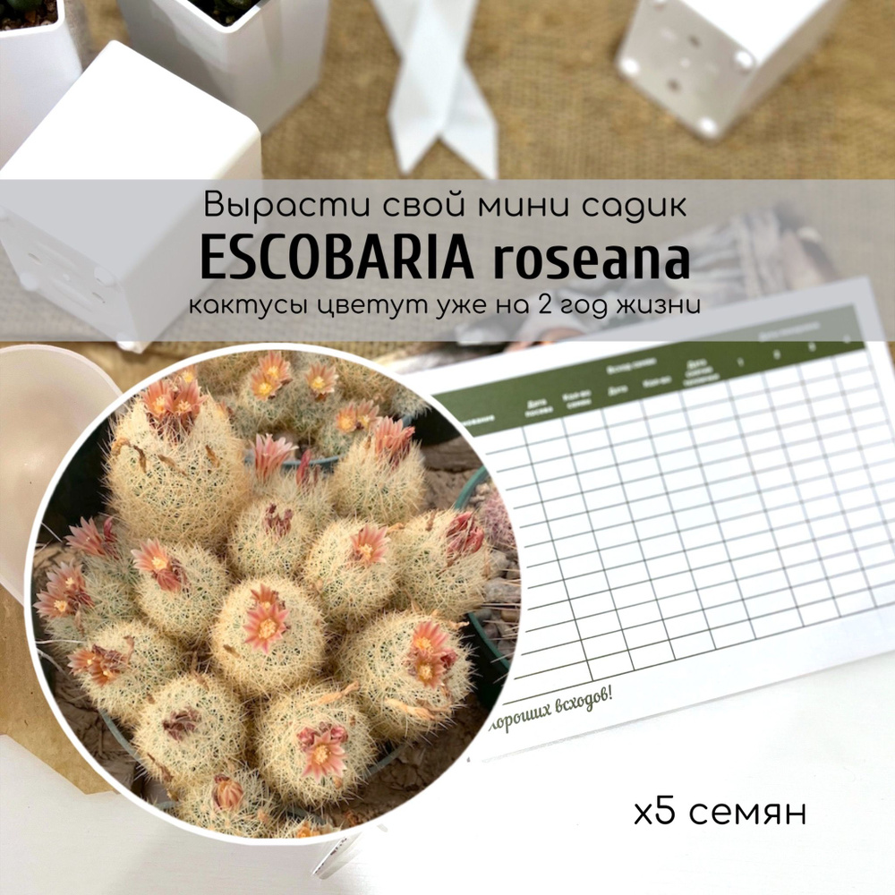 Семена кактуса Эскобария Розеана из США. Escobaria roseana небольшой кактус полностью покрытое колючками #1