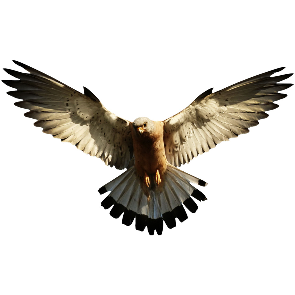 Визуальный отпугиватель птиц Хищник-4, пугало, 700х340 мм. #1
