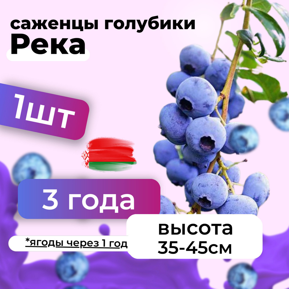 Саженцы голубики Река морозостойкие в горшке 3 года, Беларусь 1шт  #1