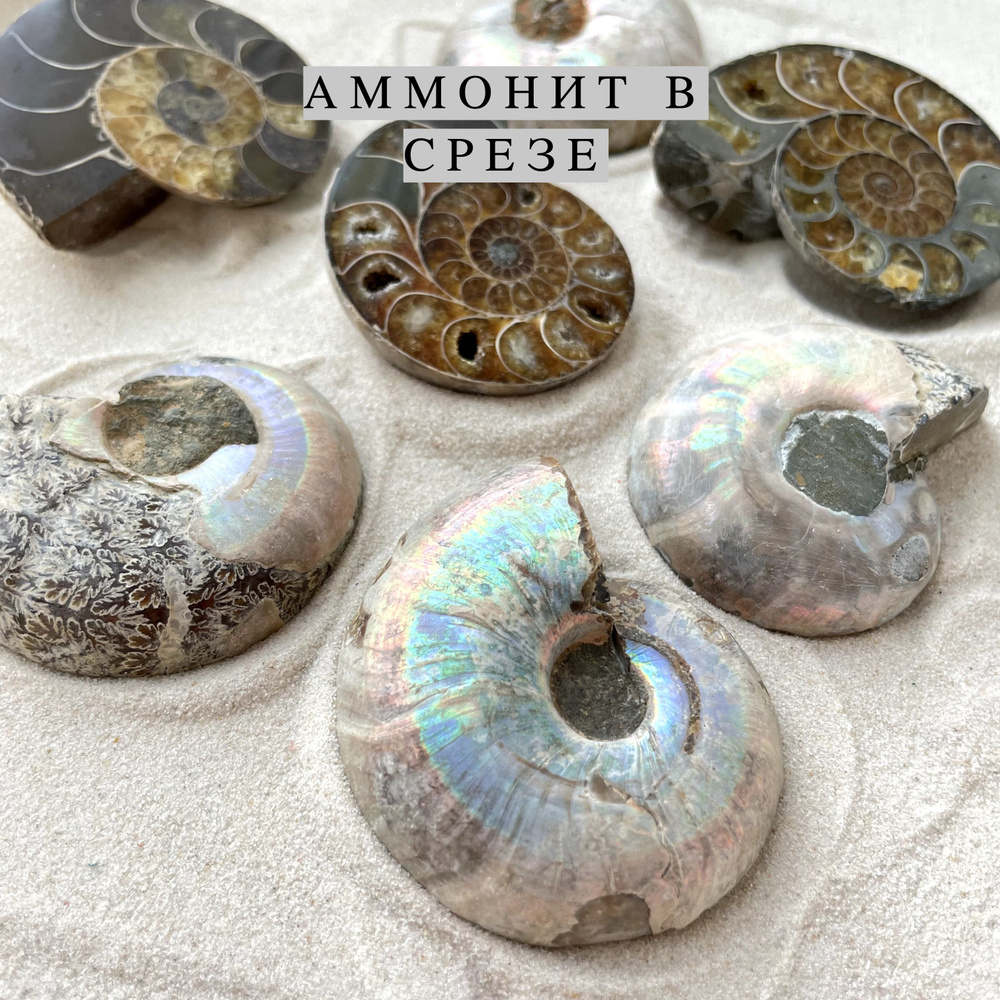 Аммонит, аммонит в срезе, натуральный камень 1 шт 4-5 см #1