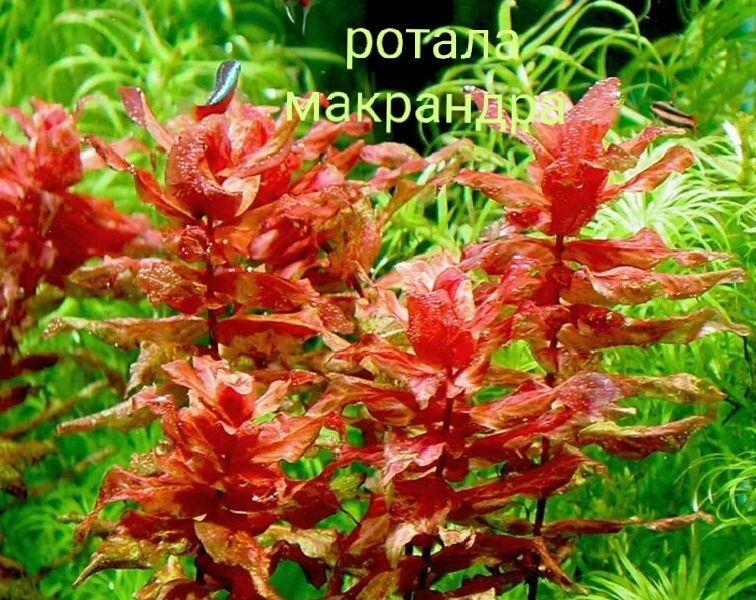 Ротала макрандра (Rotala macrandra ) #1