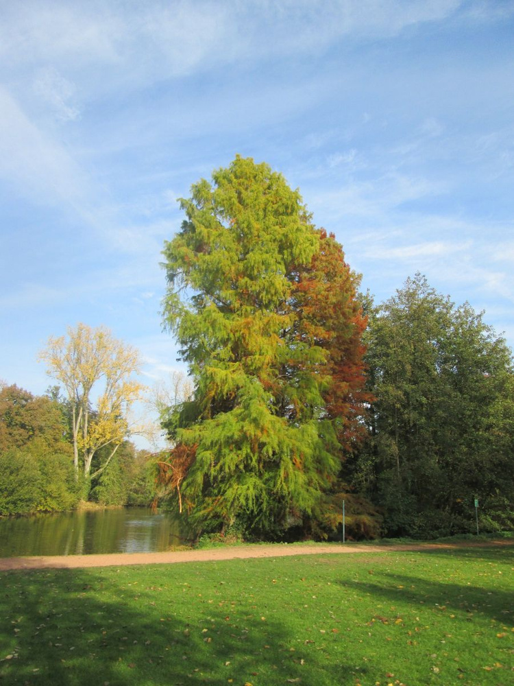 Семена Таксодиум восходящий (Taxodium ascendens), 10 штук #1