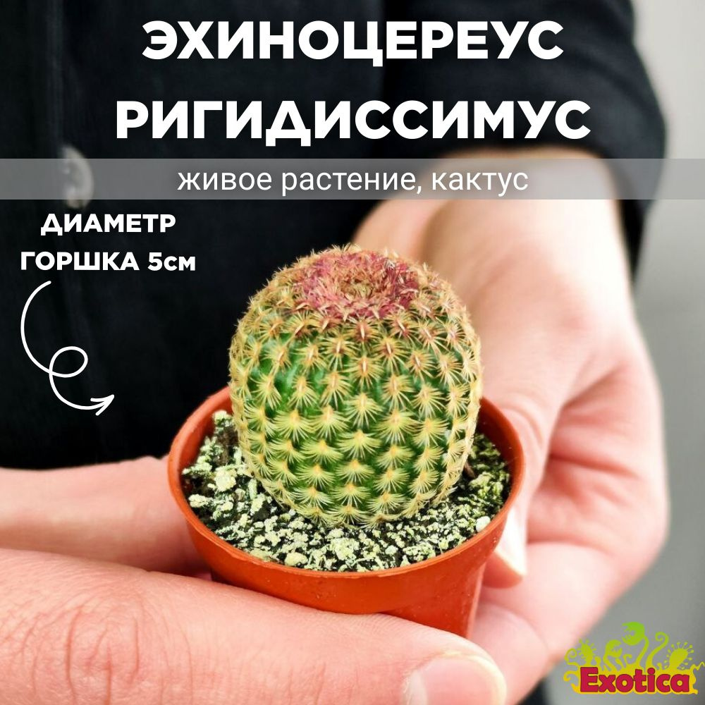 Эхиноцереус Ригидиссимус Рубриспинус (Echinocereus Rigidissimus Rubispinus) D5см  #1