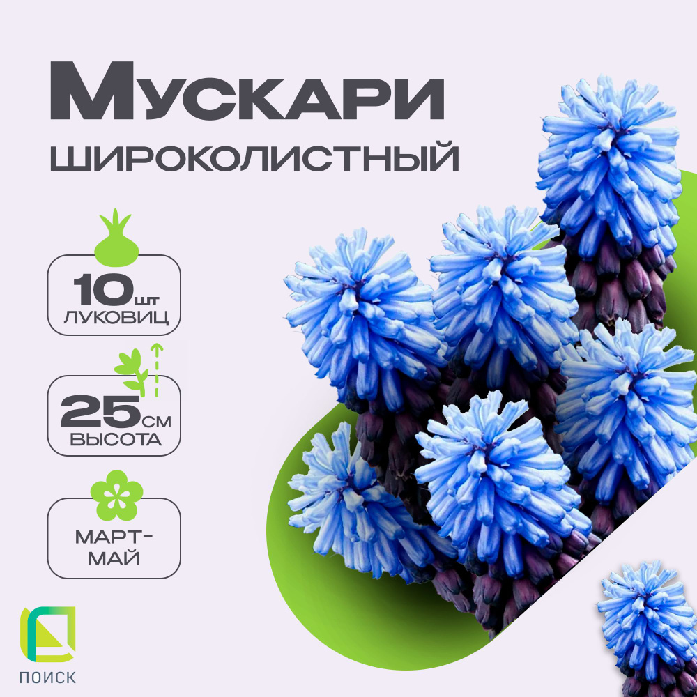 Мускари широколистный 10 луковиц, многолетние цветы #1