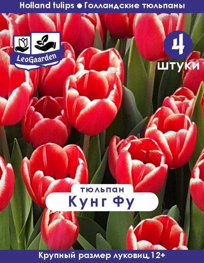 Тюльпан Луковица цветов, Кунг Фу 4 шт, разбор крупный #1