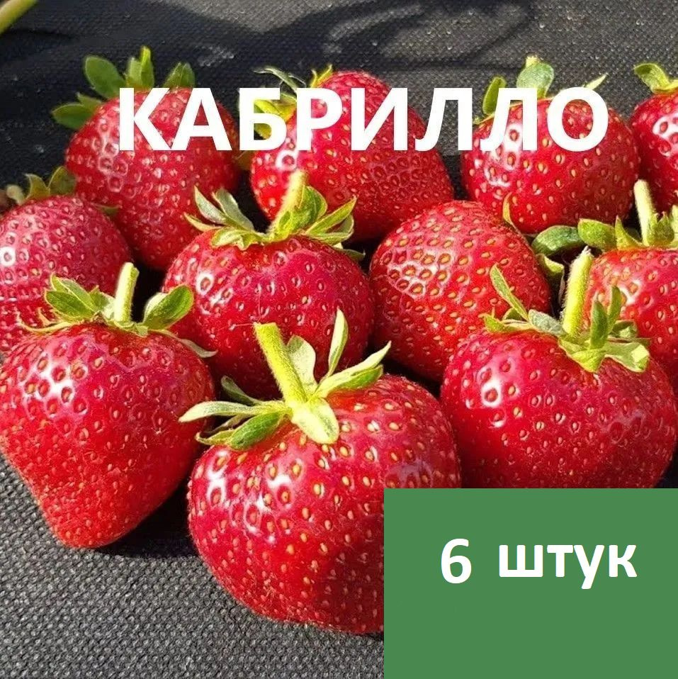 Клубника Кабрилло 6 штук #1