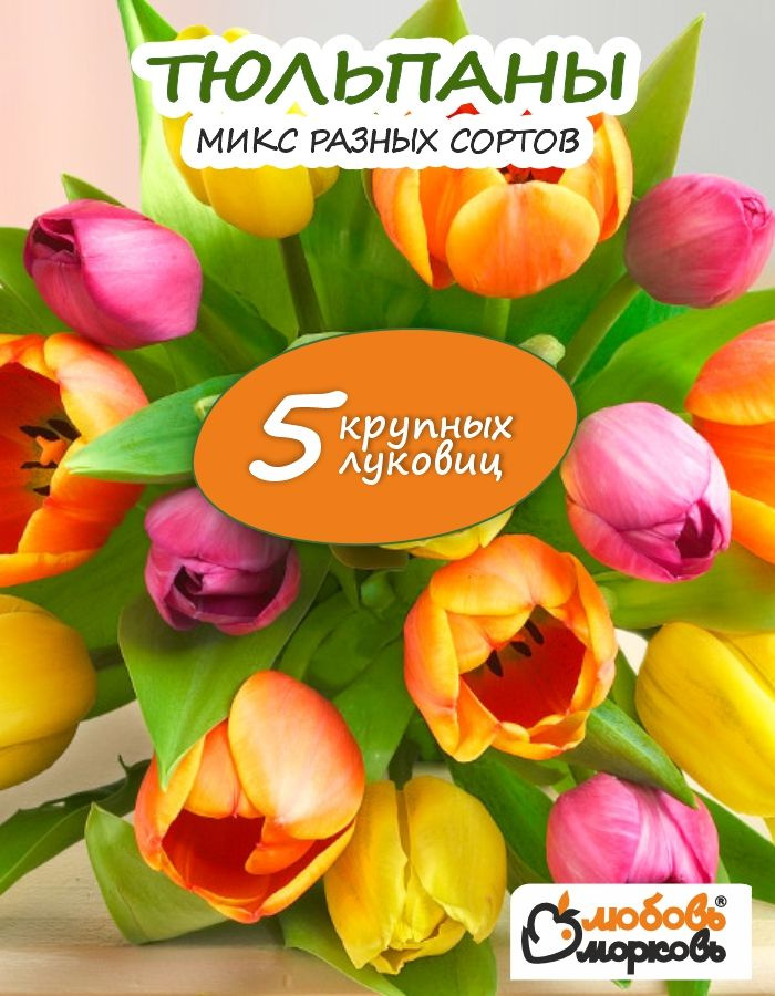 Тюльпан Луковица, Микс сортов 5 шт, крупный разбор #1