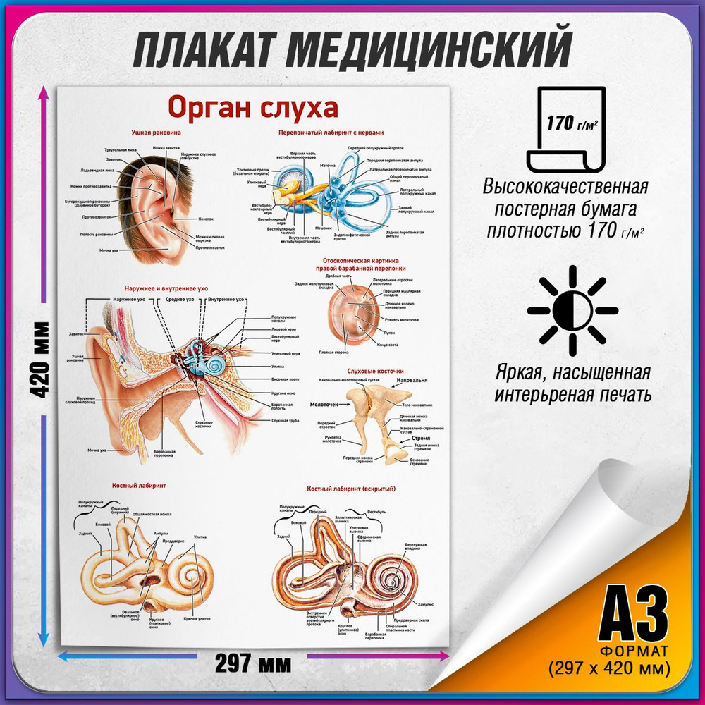 Информационный медицинский плакат "Орган слуха" / А-3 (30x42 см.)  #1