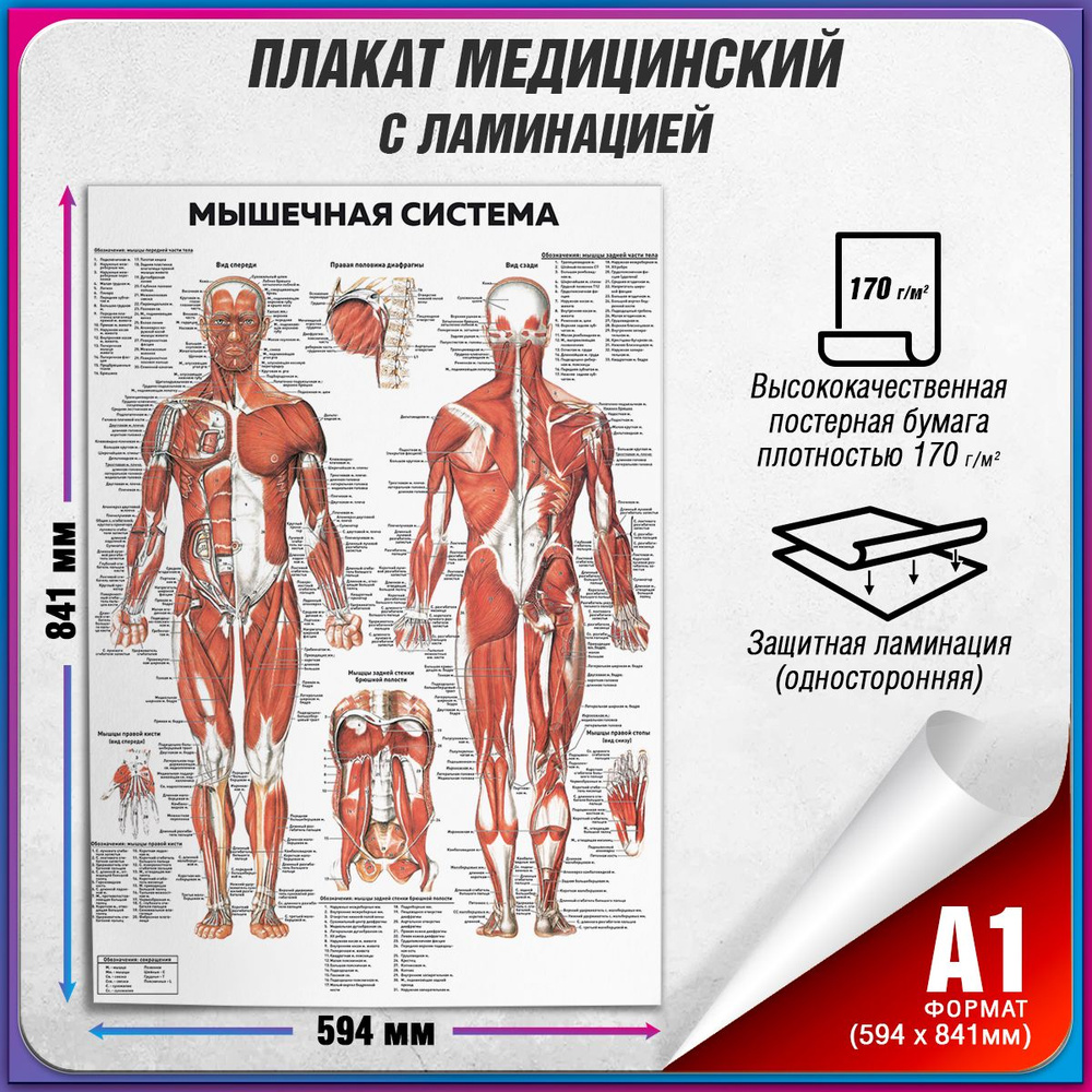 Информационный медицинский плакат "Мышцы человека" / ламинированный / А-1 (60x84 см.)  #1