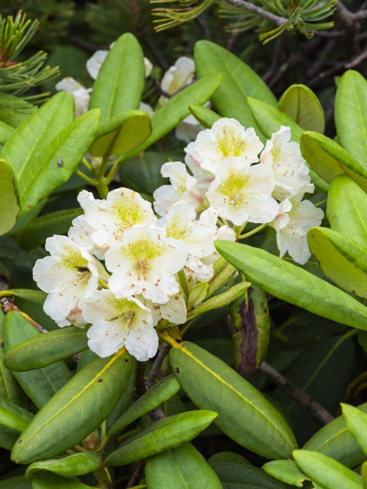 Семена Рододендрон короткоплодный (Rhododendron brachycarpum), 25 штук  #1