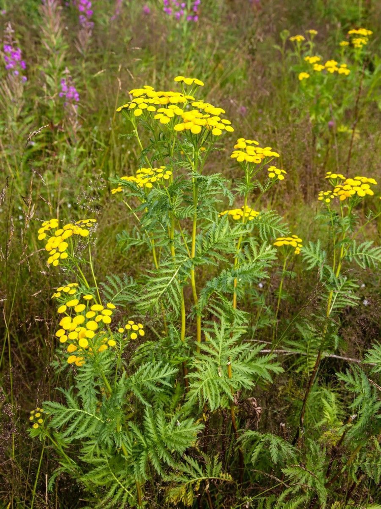 Семена Пижма обыкновенная (Tanacetum vulgare), 100 штук #1