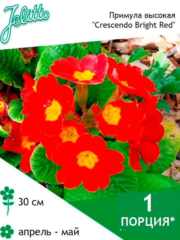 Семена Jelitto Примула (первоцвет) высокая "Crescendo Bright Red" (PRIMULA elatior "Crescendo Bright #1