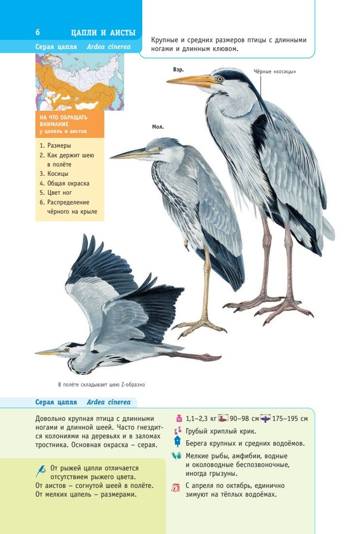 Птицы России | Birds of Russia - Ozon image 7