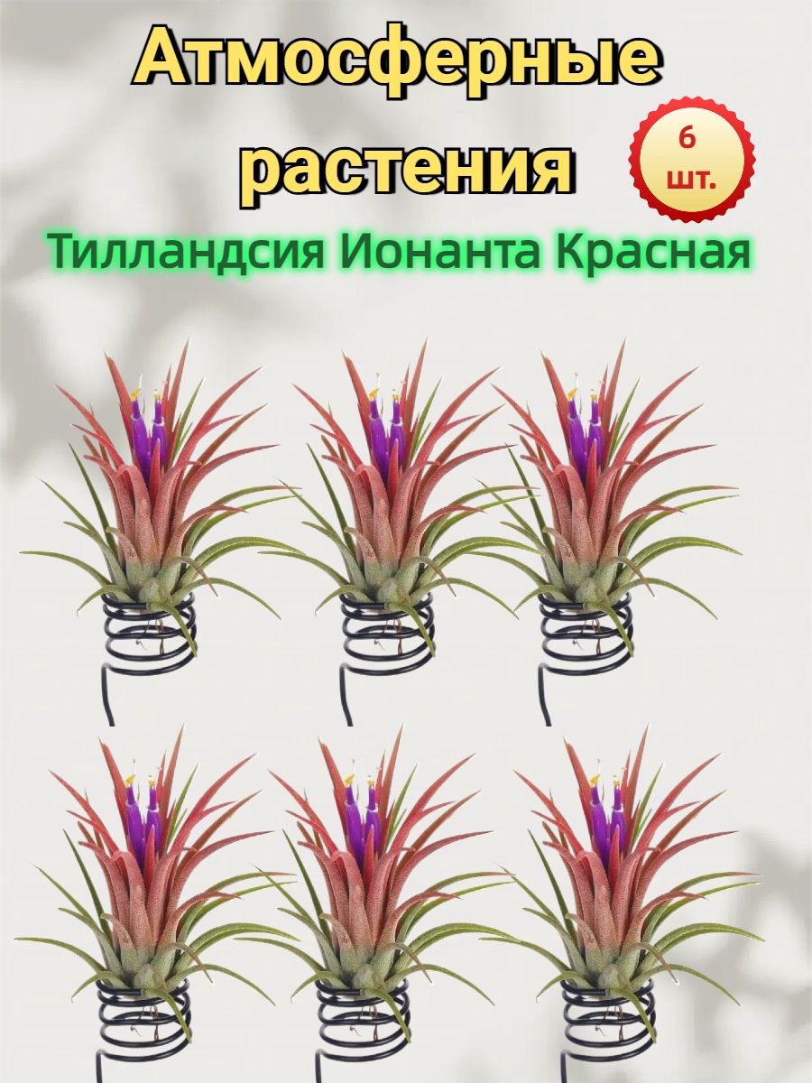 NOAHAMMERИскусственныецветы,6шт