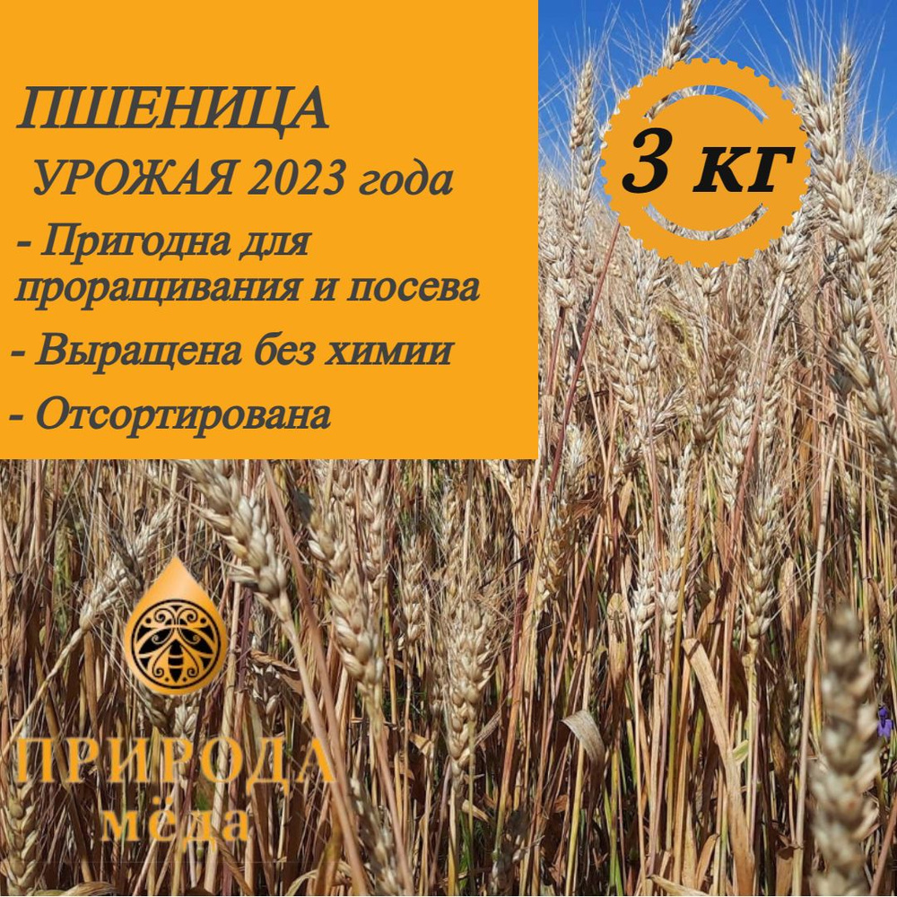 Пшеница для проращивания, 3 кг #1
