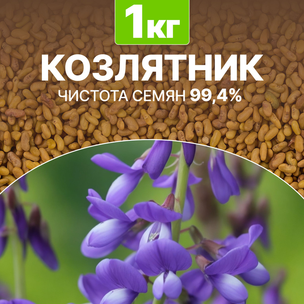 Семена Козлятник сидерат чистота 99,4%, био-удобрение, 1 кг  #1