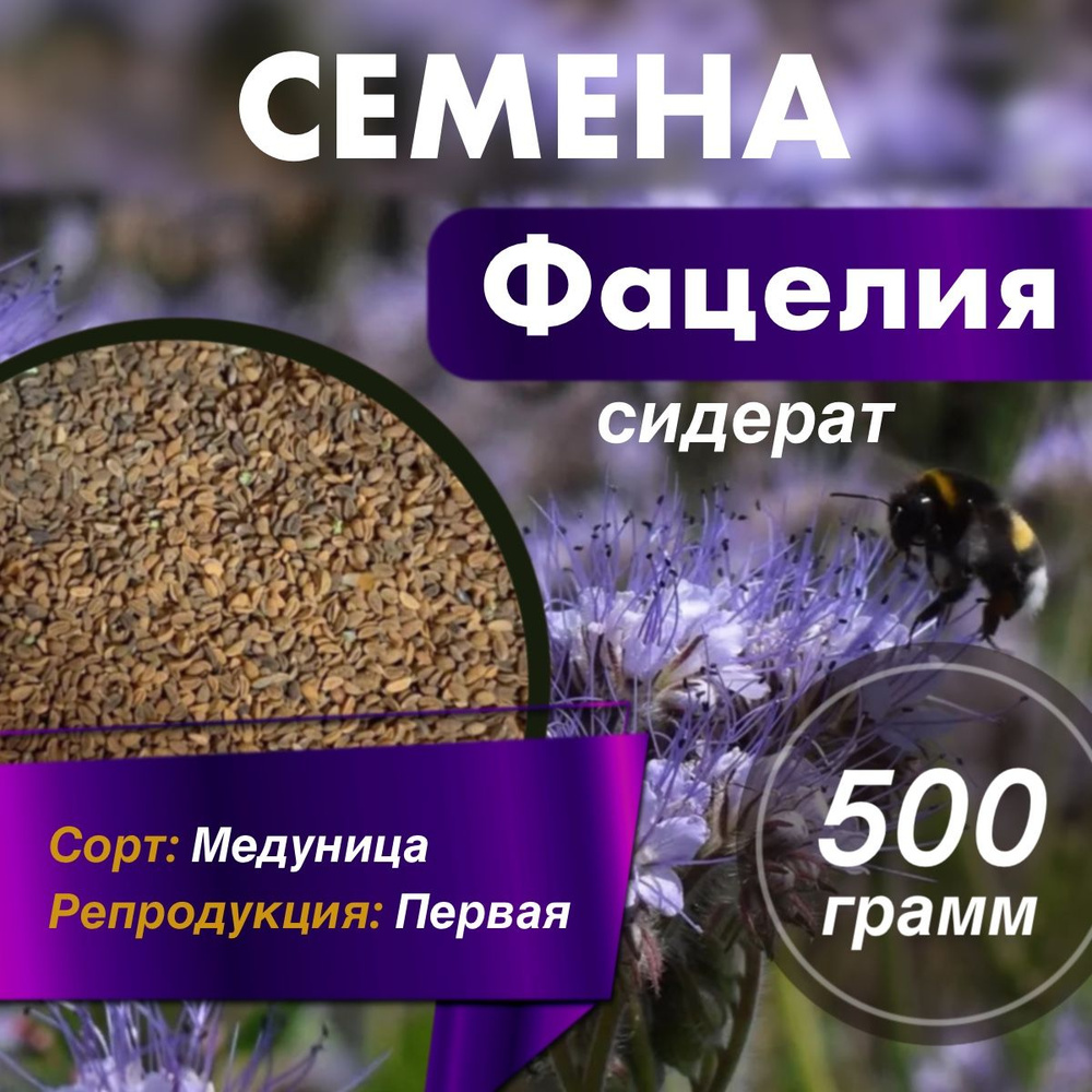 Сидерат фацелия семена сорт Медуница - 2 шт по 250гр #1
