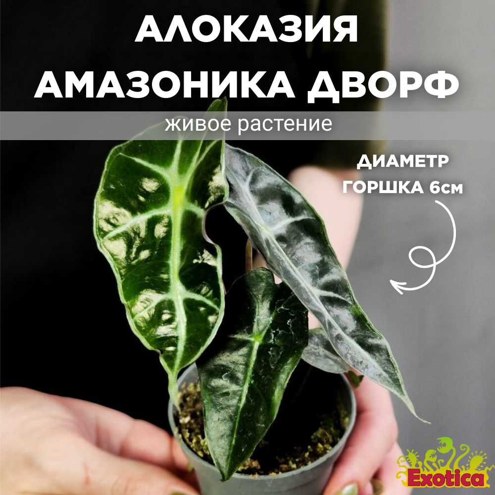 Алоказия Амазоника Дворф (Alocasia Amazonica Dwarf) D6см #1