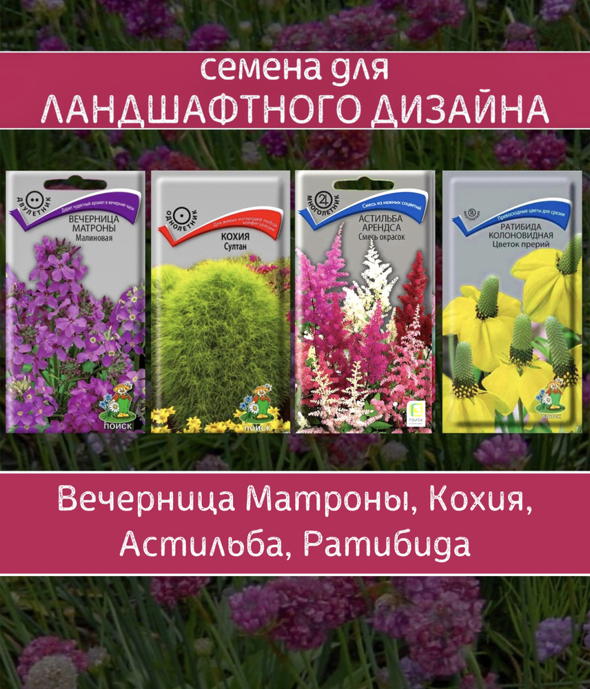 Дизайнерский набор / Семена для ландшафтного дизайна /Астильба, Ратибида, Вечерница, Кохия  #1