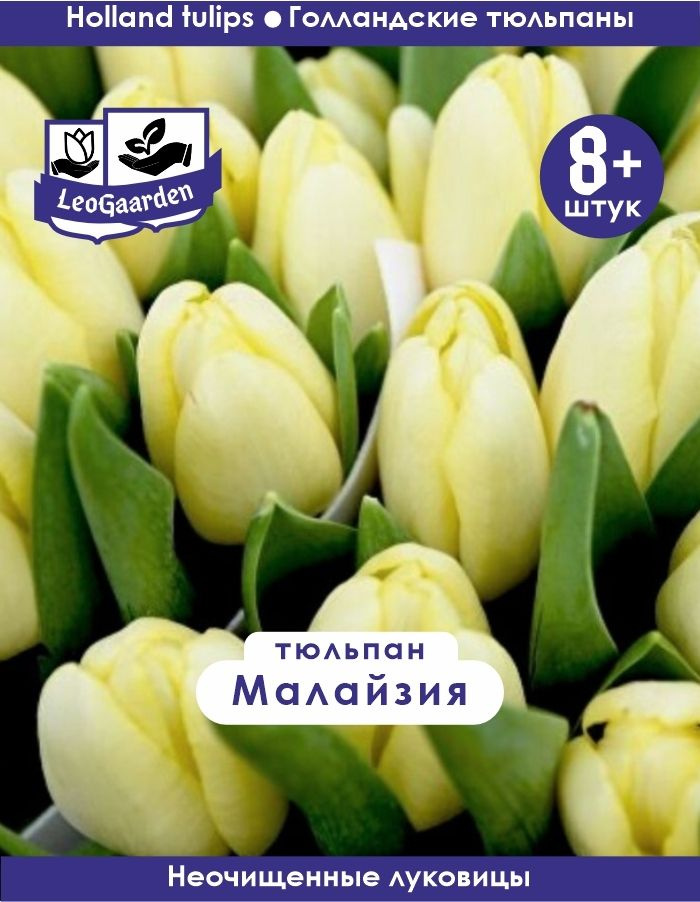 Тюльпан Луковица, Малайзия, 8+ шт #1