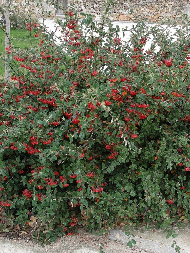 Семена Кизильник молочно белый (Cotoneaster lacteus), 15 штук #1