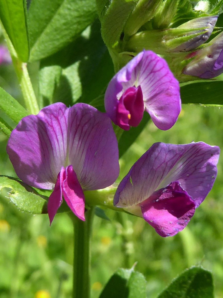 Семена Вика яровая (Vicia sativa), 50 штук #1