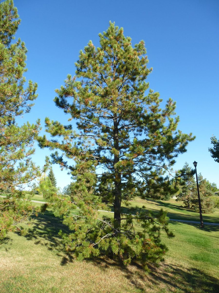 Семена Сосна Скрученная широкохвойная (Pinus contorta), 15 штук  #1