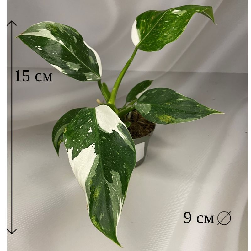 Филодендрон Вайт Визард 9/15 см #1