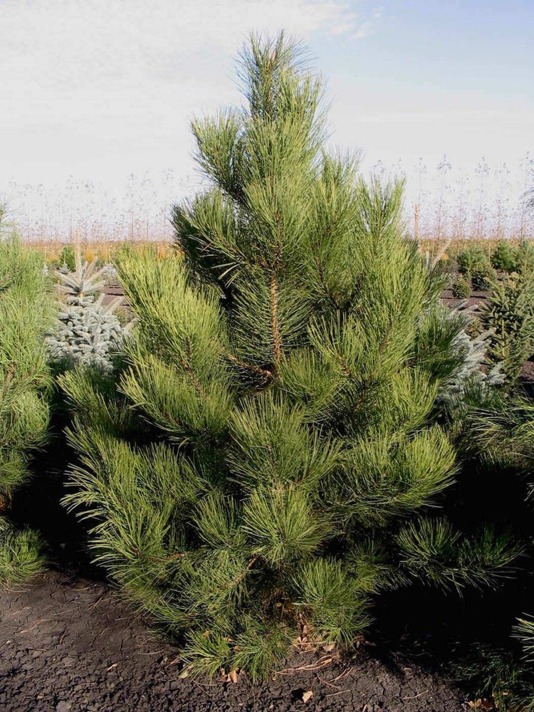 Семена Сосна Желтая скальная (Pinus scopulorum), 10 штук #1