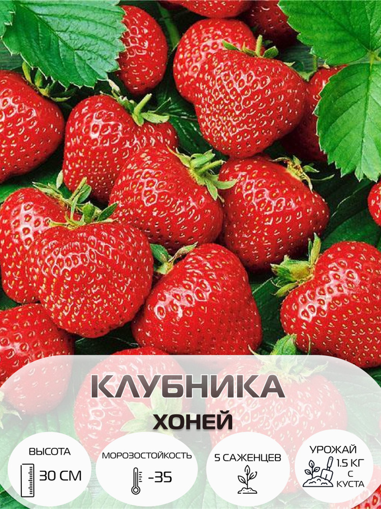 Клубника Хоней, саженцы многолетние ягодных кустарников, крупноплодные и ремонтантные сорта  #1