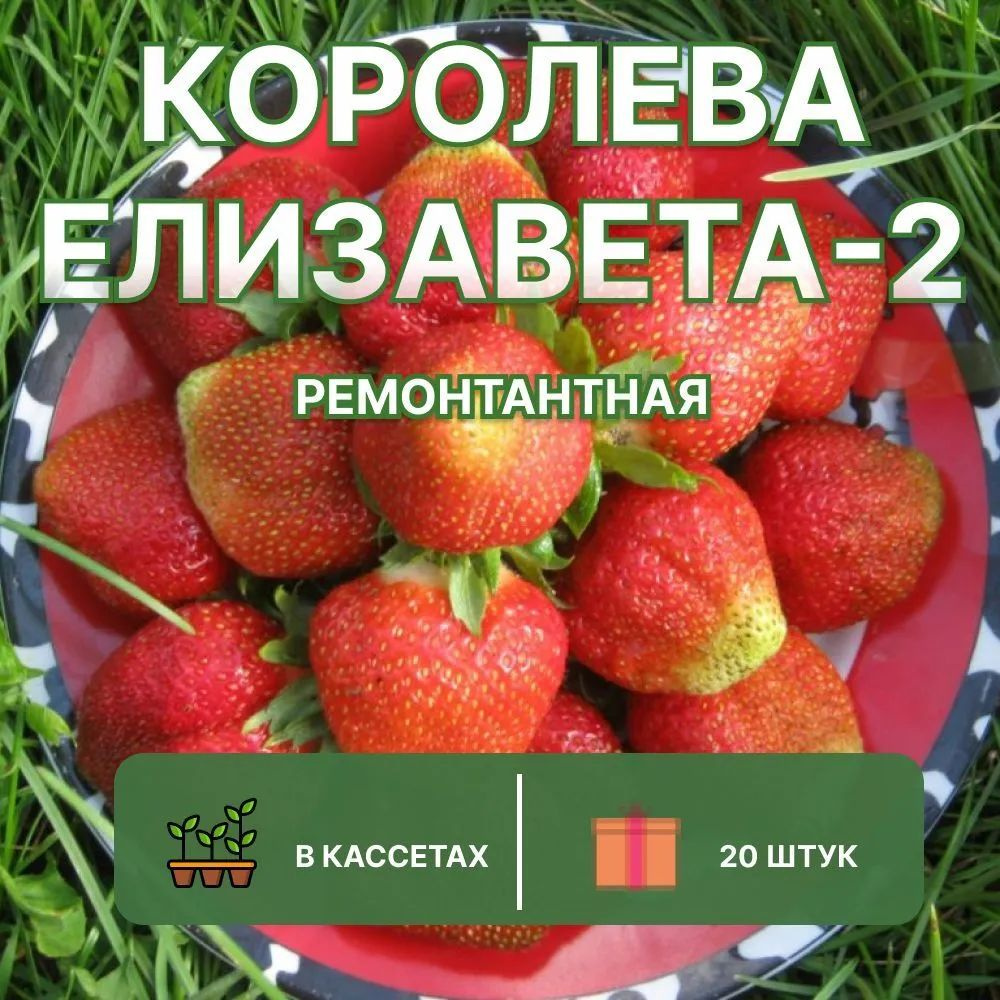 Клубника ремонтантная "Королева Елизавета-2" - 20 саженцев клубники.  #1