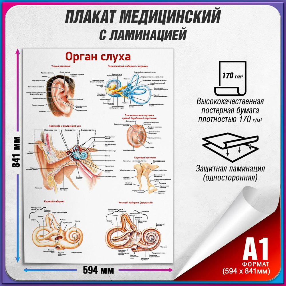 Информационный медицинский плакат "Орган слуха" / ламинированный / А-1 (84x60 см.)  #1