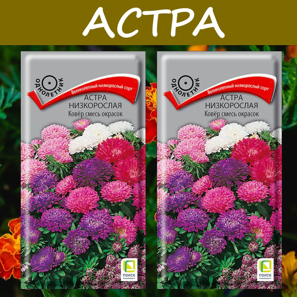 Астра низкорослая Ковер смесь окрасок, 2 упаковки, "Великолепный низкорослый сорт"  #1