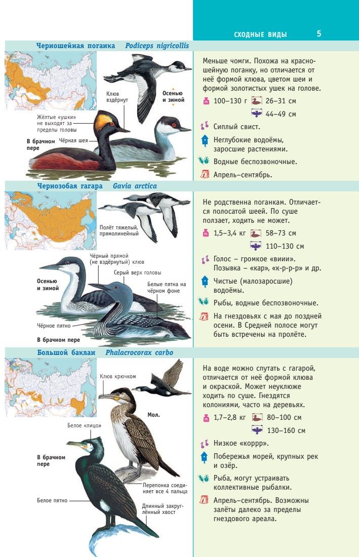 Птицы России | Birds of Russia - Ozon image 6