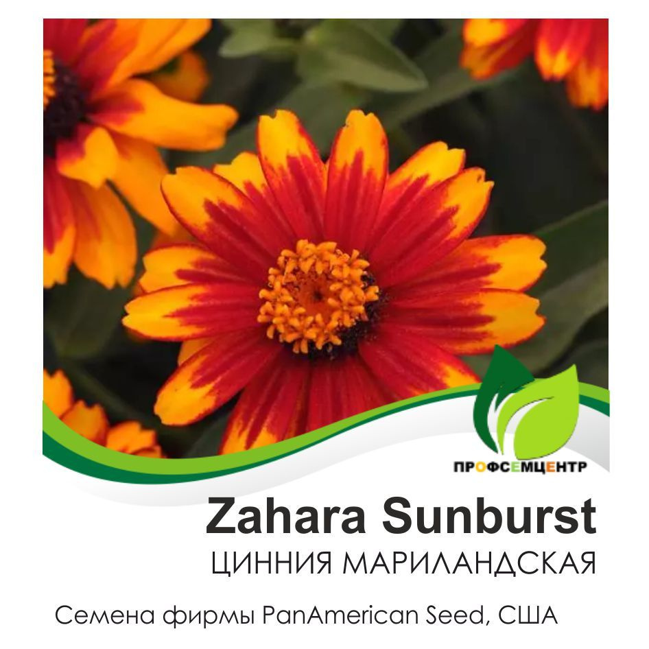 Цинния Zahara Sunburst (Захара Санберст), семена, 10 шт. (фасовка)  #1