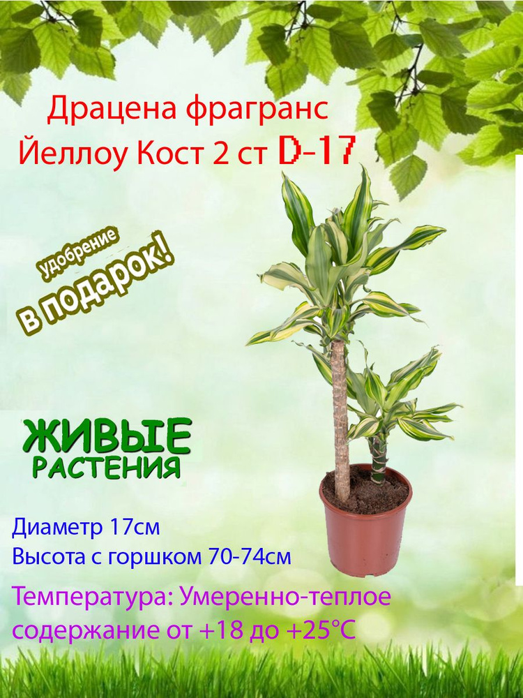 Комнатные растения, цвет Драцена Фрагранс Йеллоу Кост 2 ст D-17, 17 см, 1 шт  #1