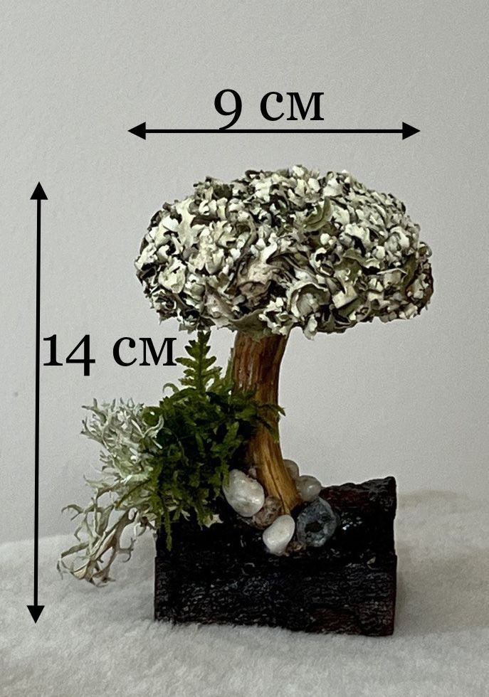 Живое дерево из исландского мха цетрария "Княгиня" #1