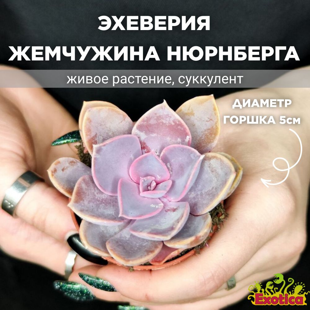 Эхеверия Жемчужина Нюрнберга (Echeveria Perle von Nurnberg) D5см #1