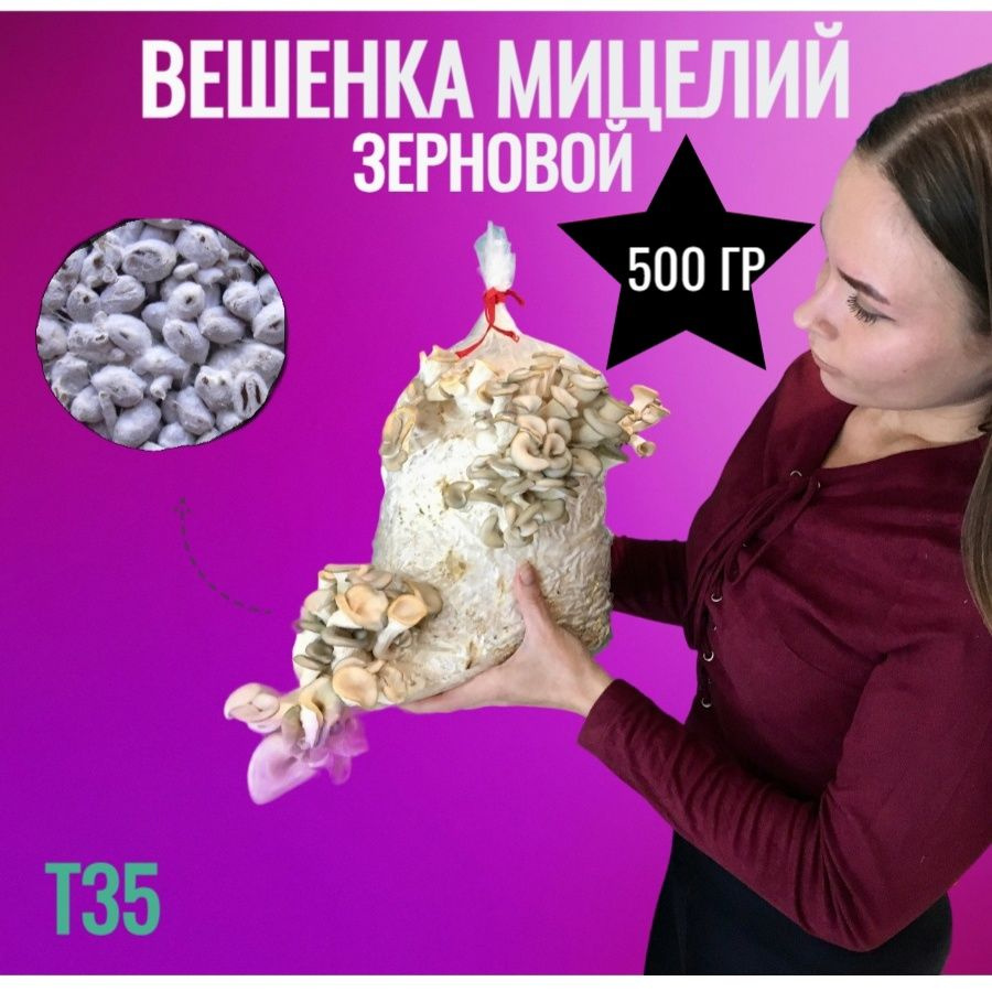 Мицелий вешенки зерновой (штамм т35) - 500 гр. #1